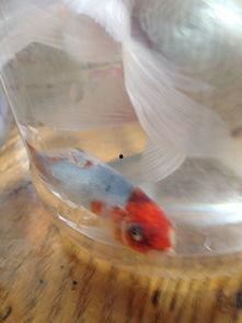 瓜虫病的鱼可以吃嘛视频,能否食用及处理方法