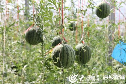 乡下吃瓜真实图文视频大全,揭秘乡村吃瓜文化图文视频大集合