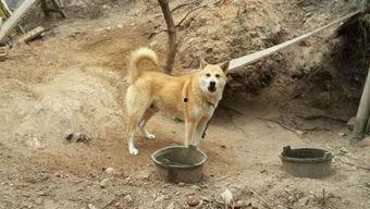 土狗吃瓜吃糖视频大全,欢乐无限视频大全