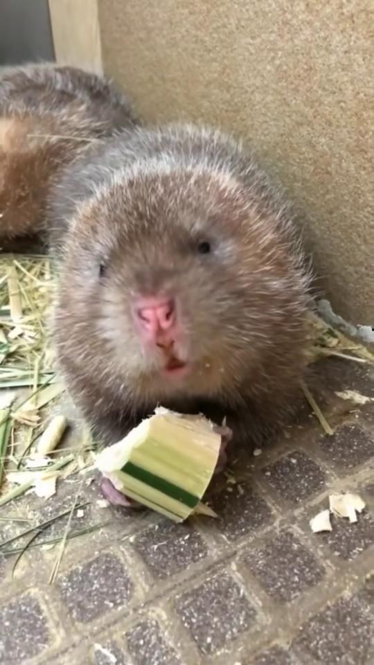 吃瓜群众打鼠视频在线观看,一场趣味横生的网络盛宴