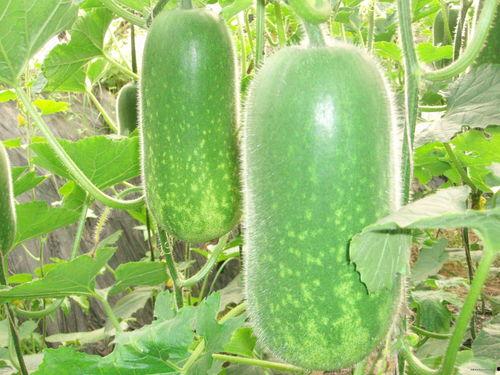 侯哥吃哈密瓜视频大全,视频大全带你领略甜蜜诱惑